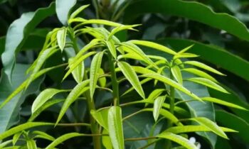6 Advantages Of Boiled Mango Leaves
