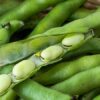 5 Incredible Benefits Of Including Fava Beans In Your Diet, From Managing Parkinson’s To Increasing Immunity