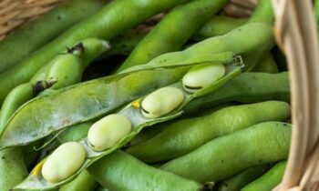 5 Incredible Benefits Of Including Fava Beans In Your Diet, From Managing Parkinson’s To Increasing Immunity